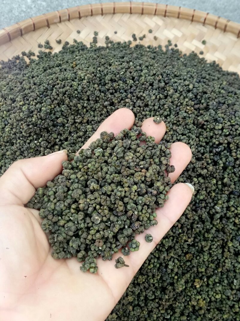 吴茱萸