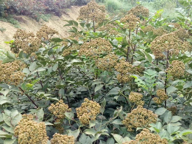 吴茱萸