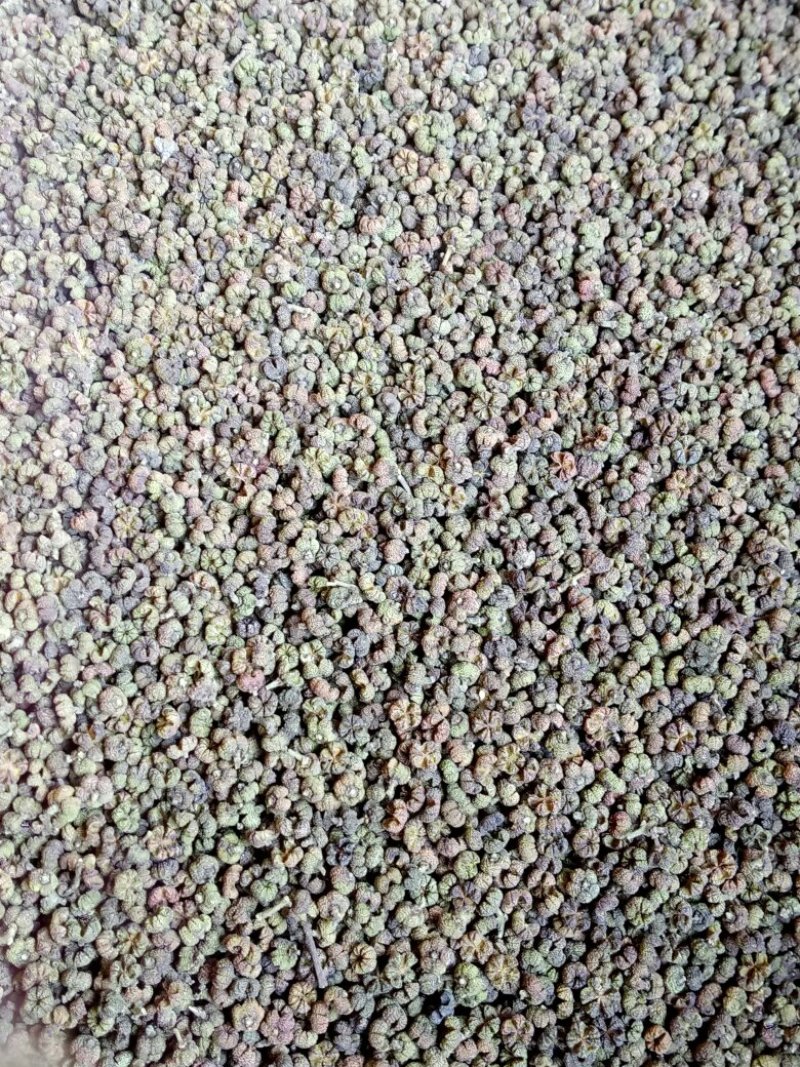吴茱萸