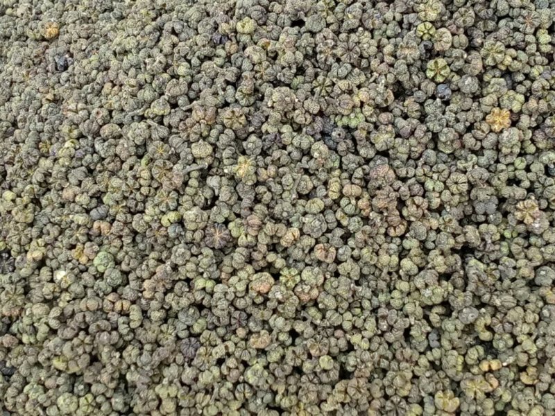 吴茱萸