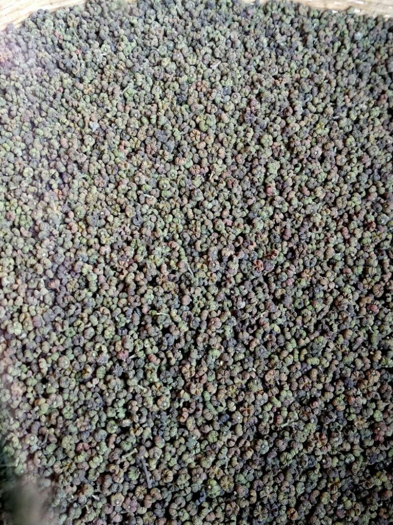 吴茱萸