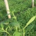 柳叶马鞭草