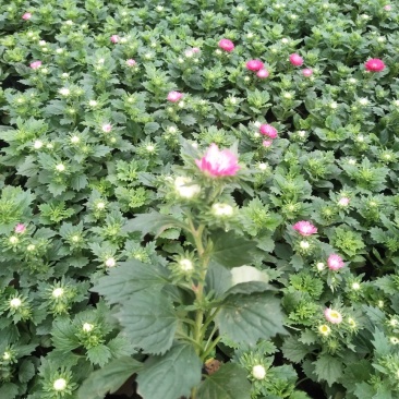 雏菊