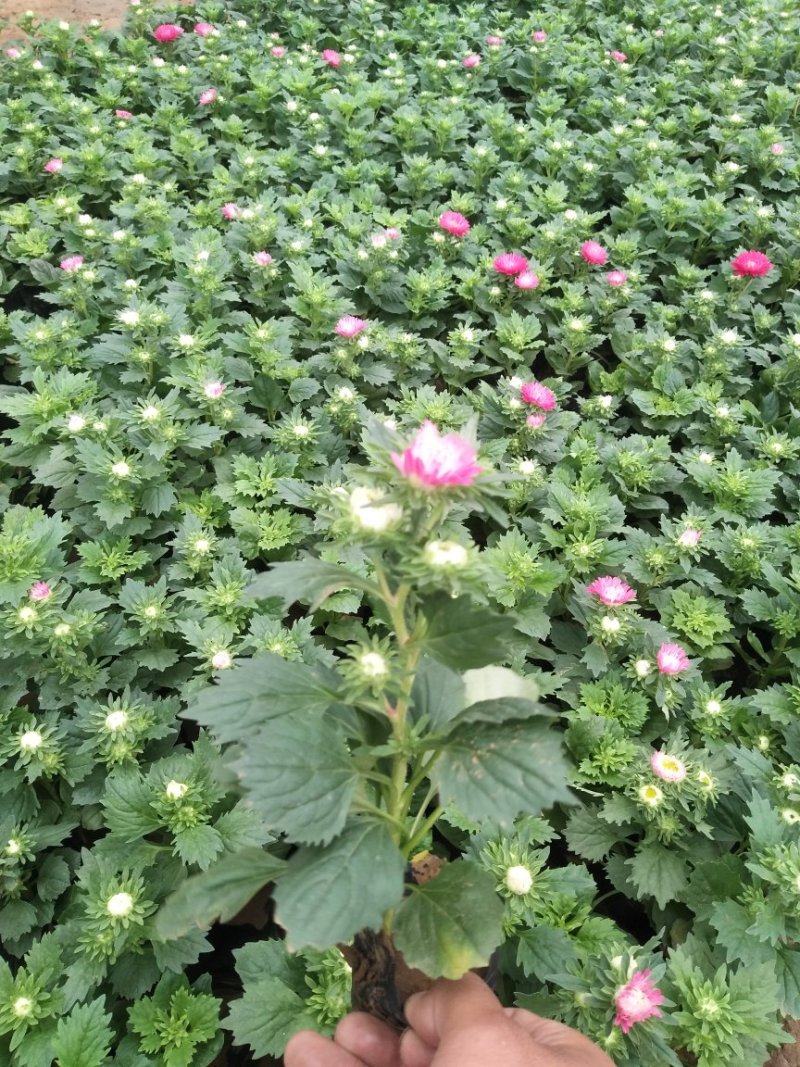 雏菊