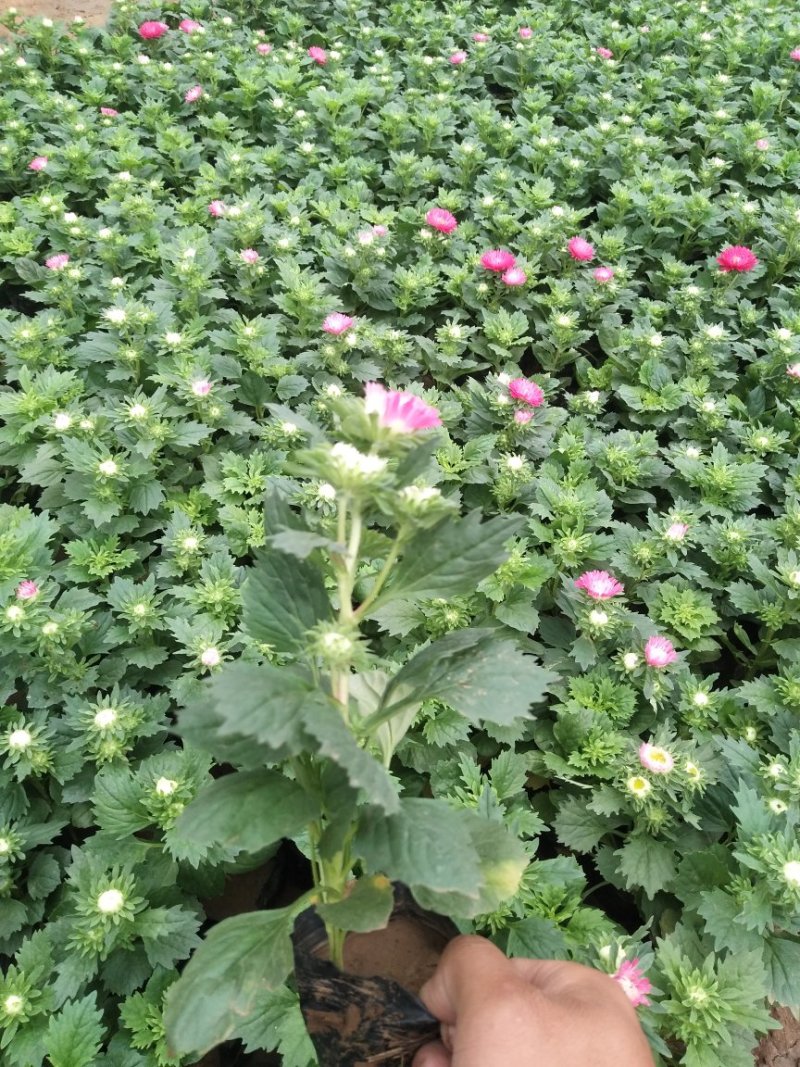 雏菊