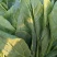 河北唐山菠菜大叶菠菜一手货源产地直发欢迎咨询