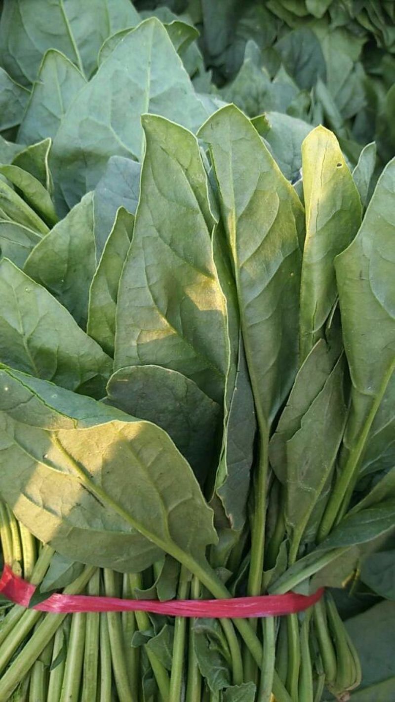 河北唐山菠菜大叶菠菜一手货源产地直发欢迎咨询