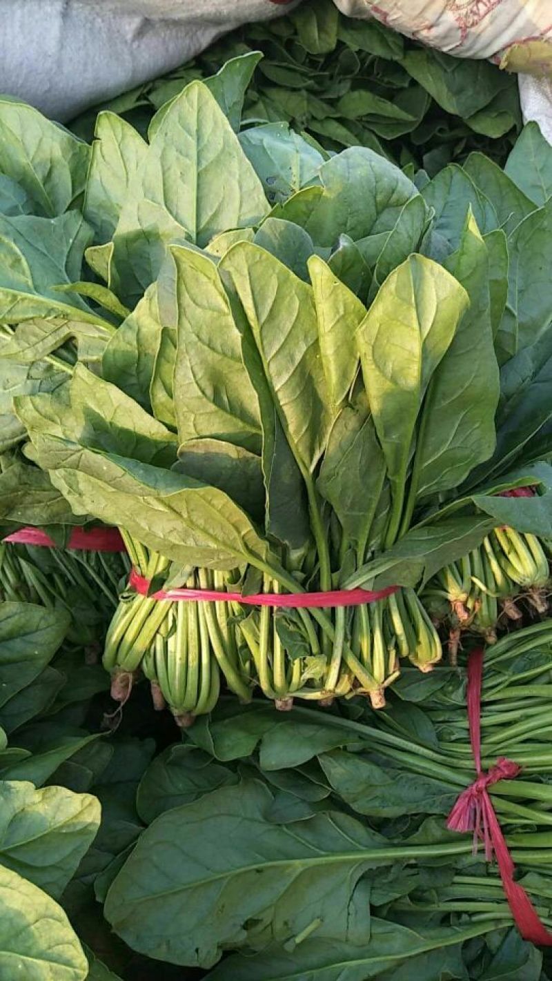 河北唐山菠菜大叶菠菜一手货源产地直发欢迎咨询
