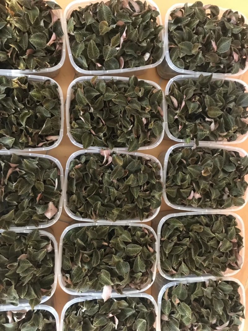 福建南靖金线莲组培鲜草