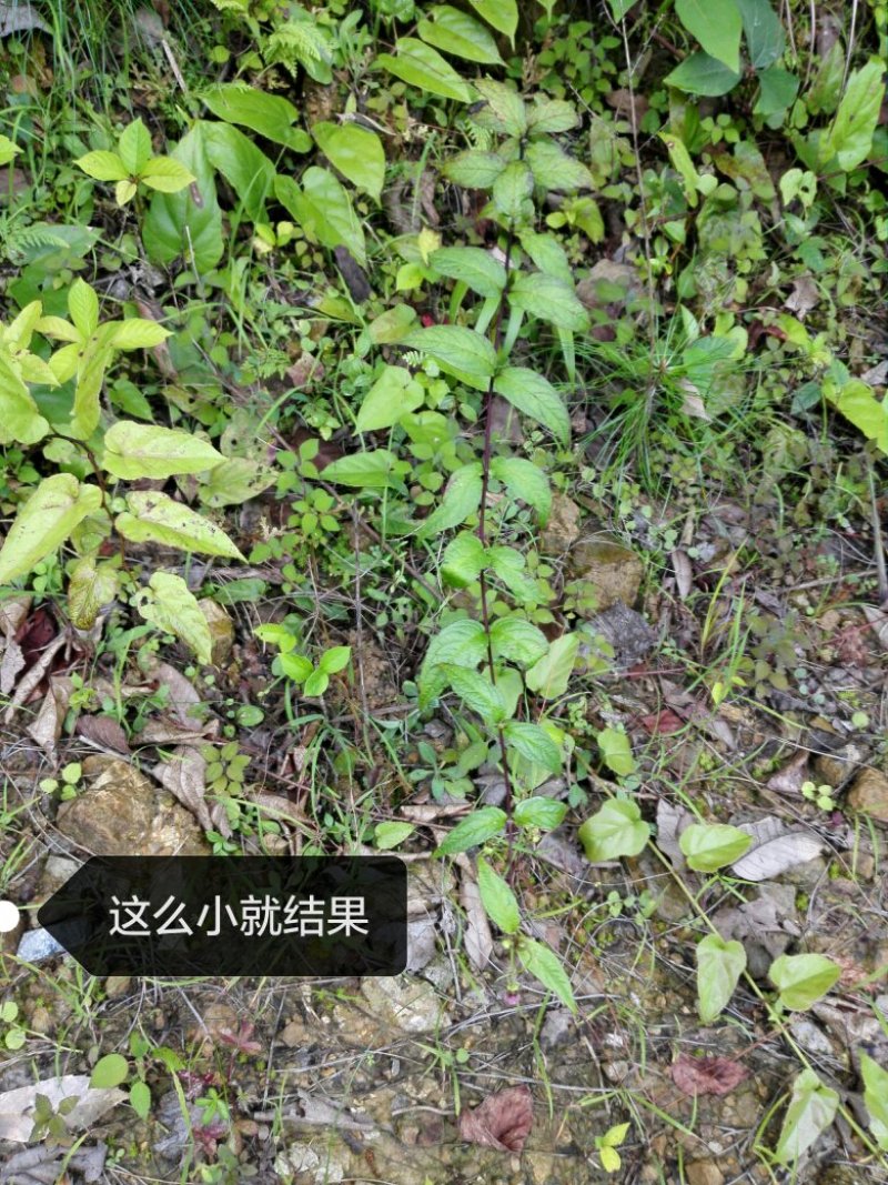 蜘蛛果苗