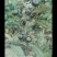 蜘蛛果苗
