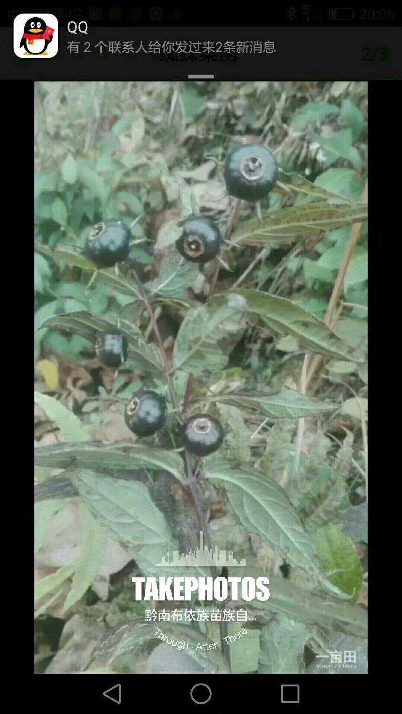 蜘蛛果苗