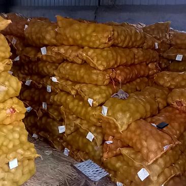 内蒙古优质土豆种薯，诚信经营价格低廉，货源充足全国发货