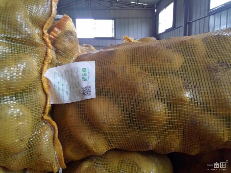 内蒙古优质土豆种薯，诚信经营价格低廉，货源充足全国发货