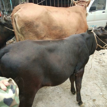 肉牛，土牛