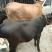 肉牛，土牛