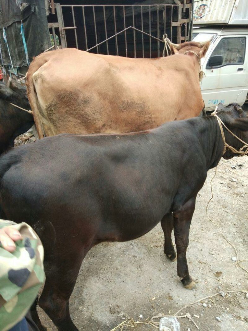 肉牛，土牛