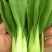 山西大同阳高益胜蔬菜有限公司欢迎您来精品小油菜欢迎您联系