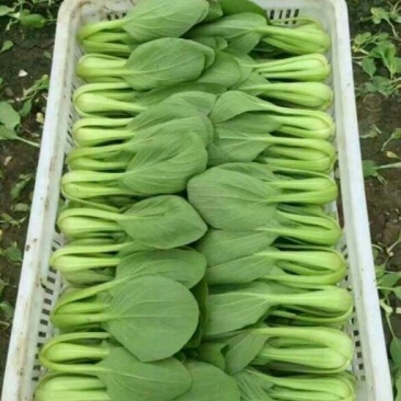 山西大同阳高益胜蔬菜有限公司欢迎您来精品小油菜欢迎您联系