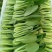 山西大同阳高益胜蔬菜有限公司欢迎您来精品小油菜欢迎您联系