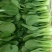 山西大同阳高益胜蔬菜有限公司欢迎您来精品小油菜欢迎您联系