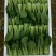 山西大同阳高益胜蔬菜有限公司欢迎您来精品小油菜欢迎您联系