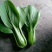 山西大同阳高益胜蔬菜有限公司欢迎您来精品小油菜欢迎您联系