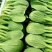 山西大同阳高益胜蔬菜有限公司欢迎您来精品小油菜欢迎您联系