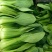 山西大同阳高益胜蔬菜有限公司欢迎您来精品小油菜欢迎您联系
