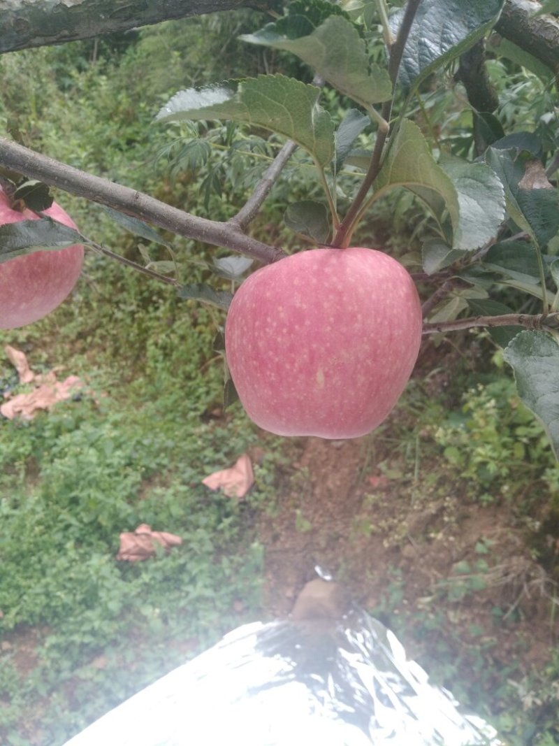云南昭通丑苹果！支持一件代发代办广招全国各地代理