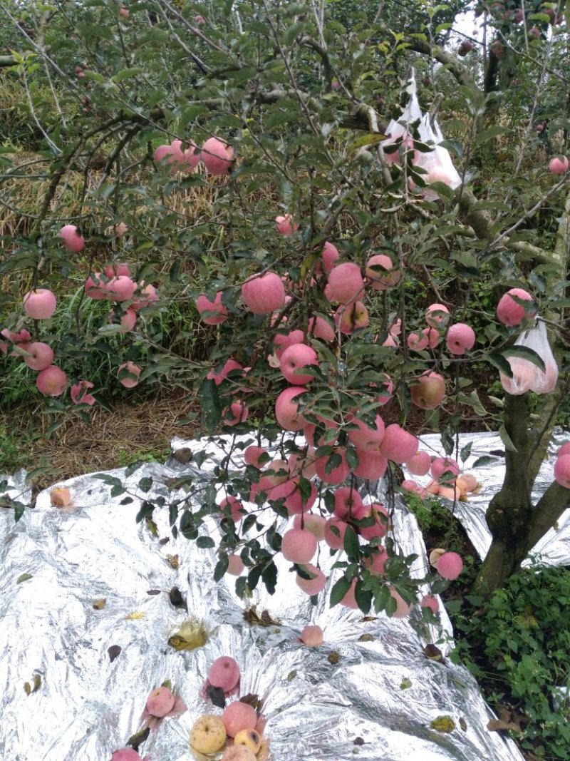 云南昭通丑苹果！支持一件代发代办广招全国各地代理