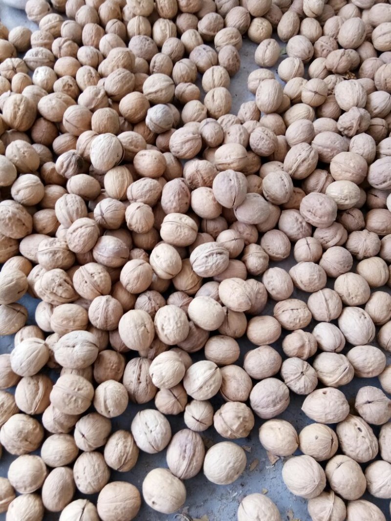新疆核桃2024新货薄皮不包邮大量批发