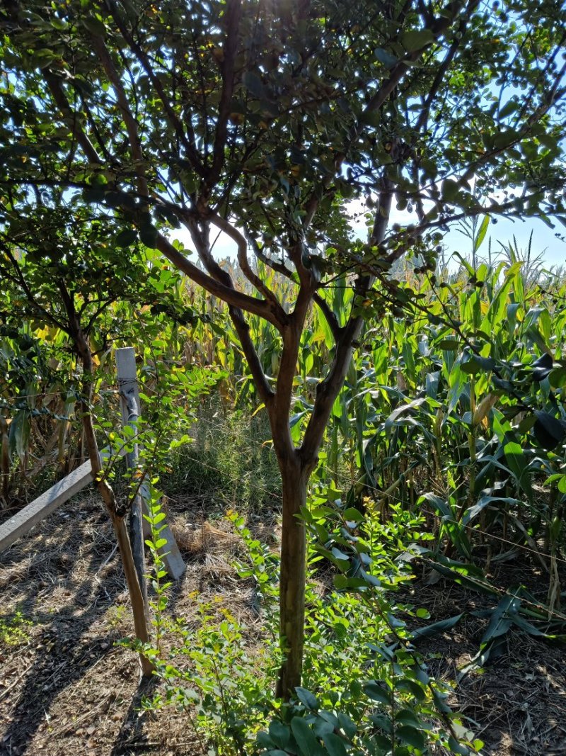 ，海棠，百日红，芙蓉，