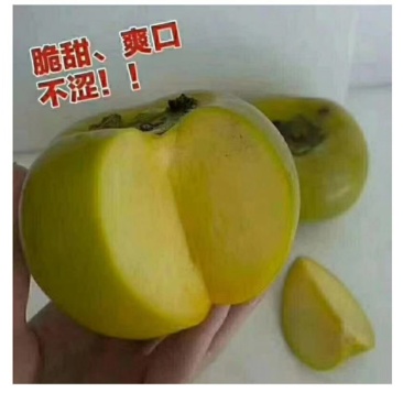 脆柿