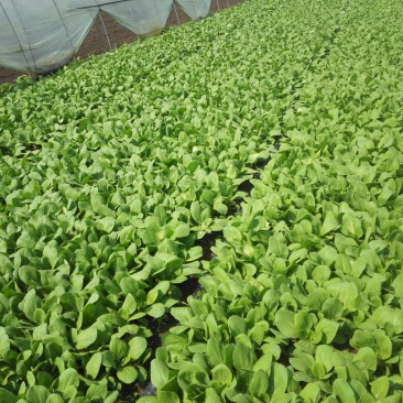 供应上海青日供4000斤不等