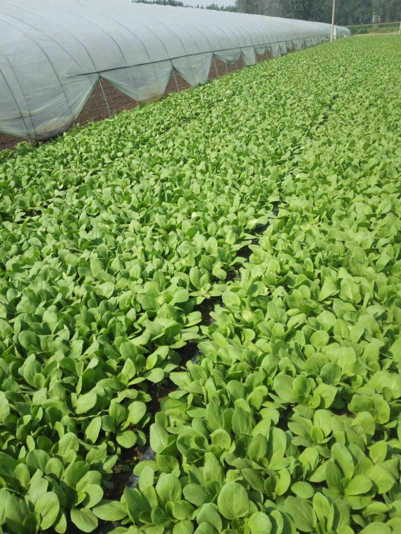 供应上海青日供4000斤不等