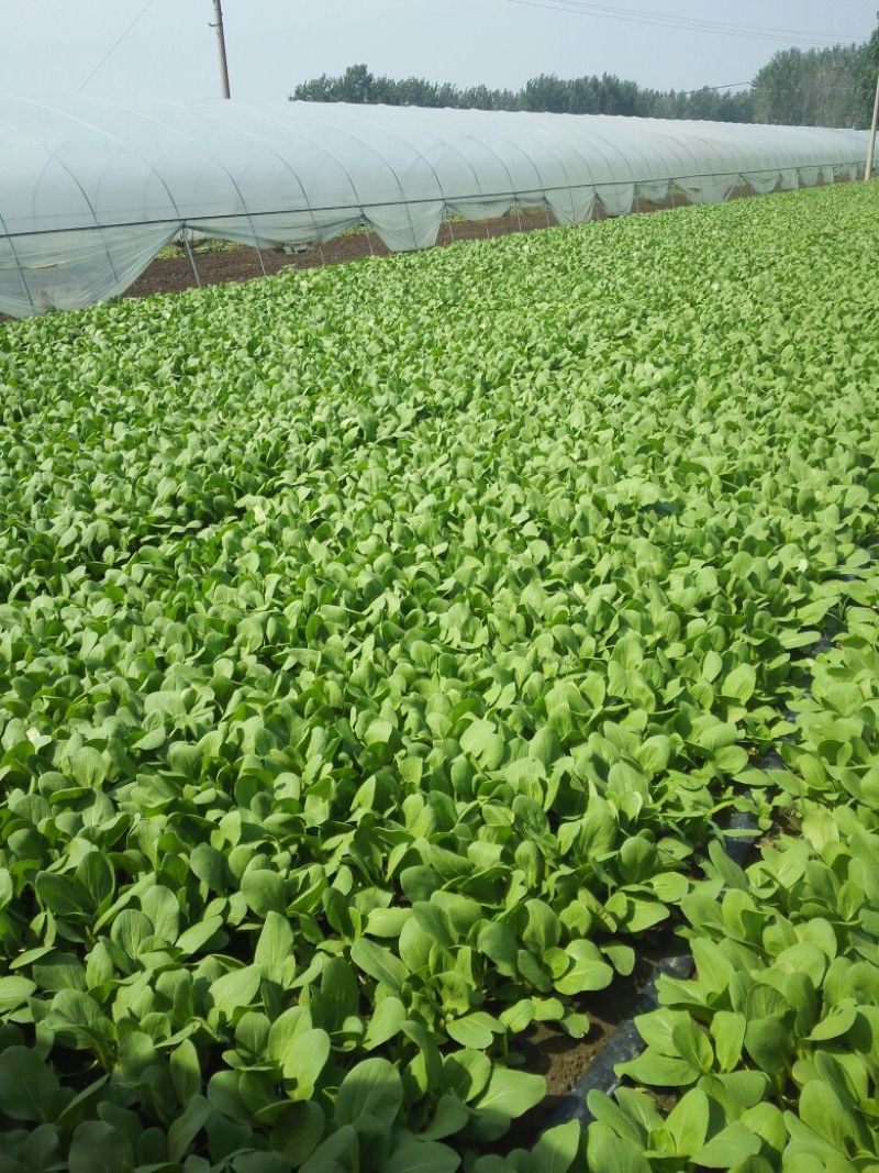 供应上海青日供4000斤不等