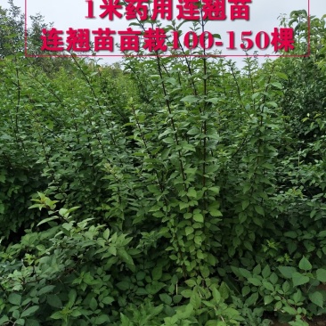 连翘苗药用大果高产1-2年生连翘苗大量供应