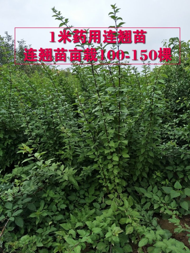 连翘苗药用大果高产1-2年生连翘苗大量供应
