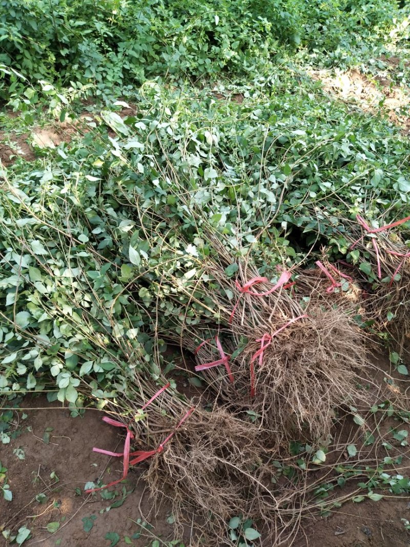 连翘苗药用大果高产1-2年生连翘苗大量供应