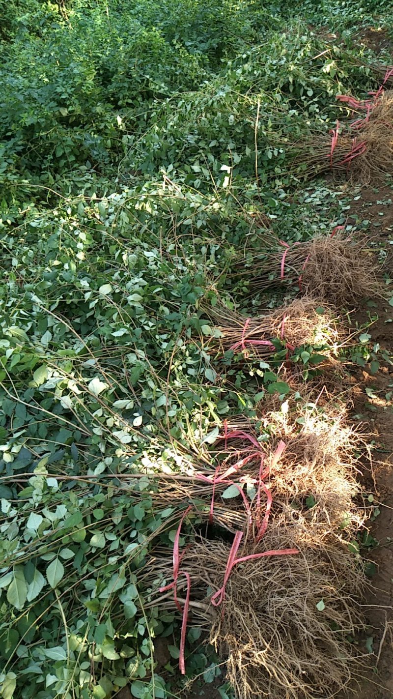 连翘苗药用大果高产1-2年生连翘苗大量供应