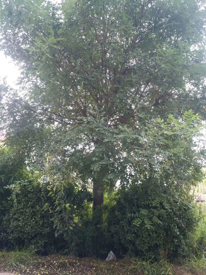 国槐18~20cm