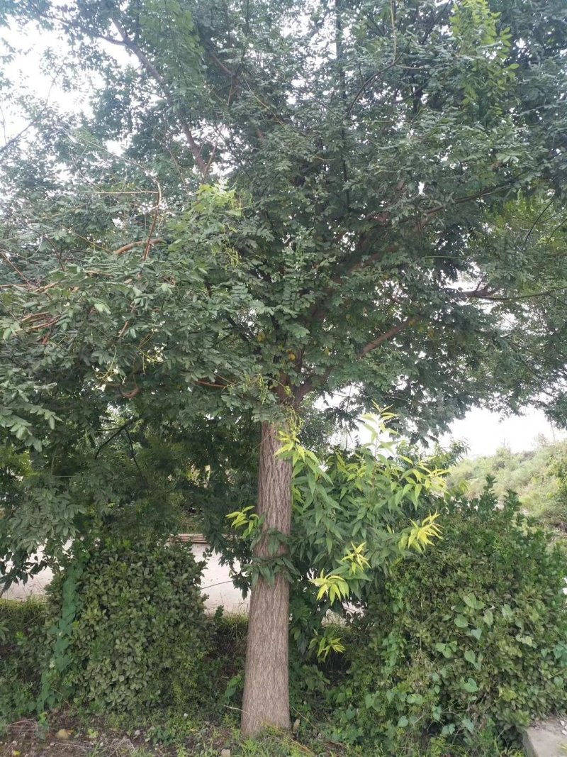 国槐18~20cm
