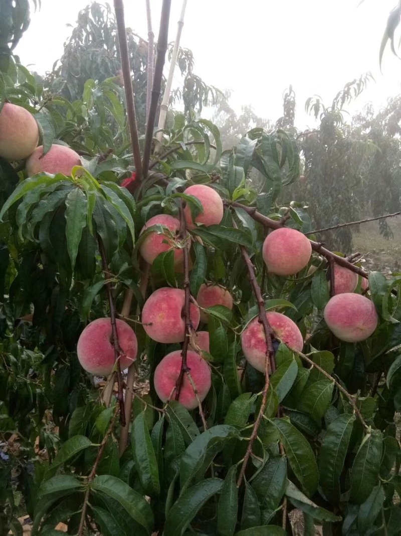 金秋红密