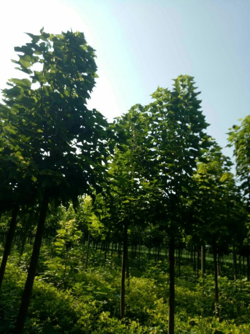主营1---30公分楸树梓树