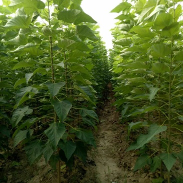 主营1---30公分楸树梓树