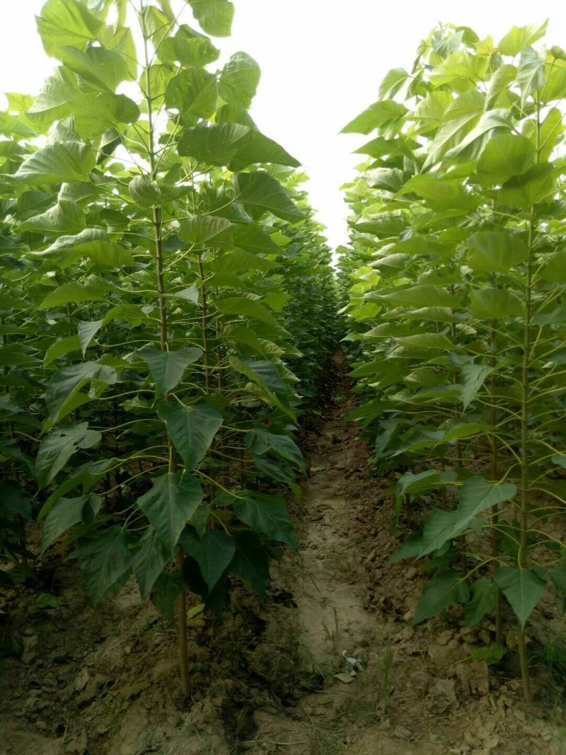 主营1---30公分楸树梓树