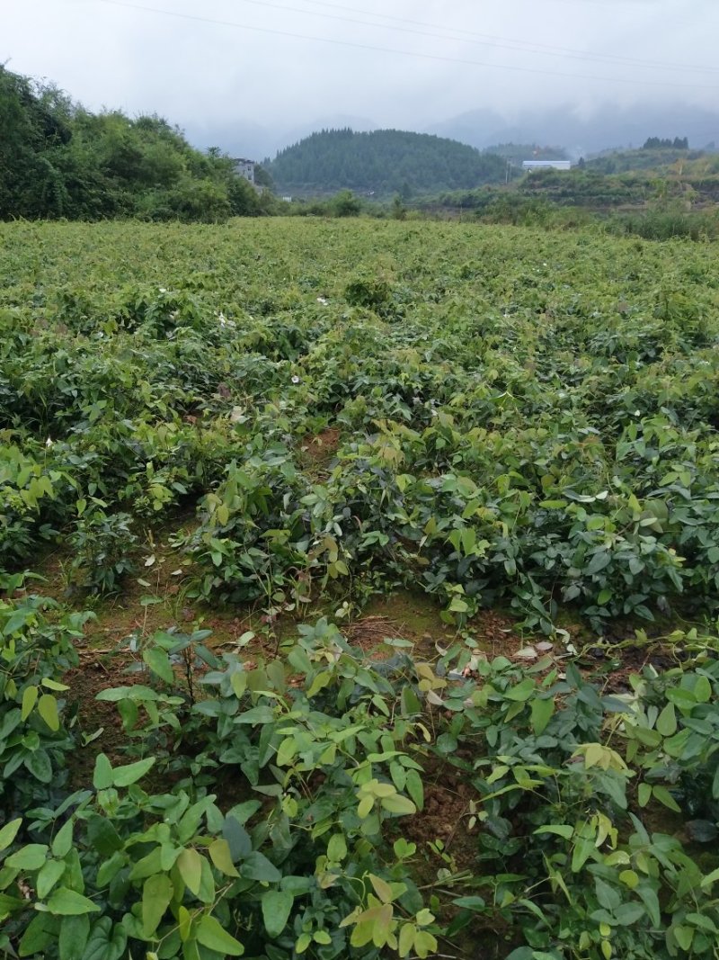 无籽八月瓜薄皮高产品种纯正包百分之九成活免费提供技术支持