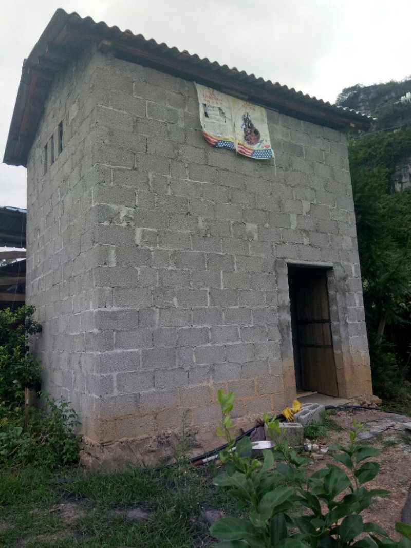 砂糖橘山野葡萄果园出租