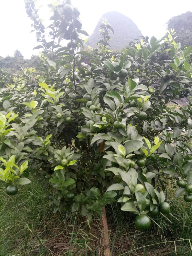 砂糖橘山野葡萄果园出租